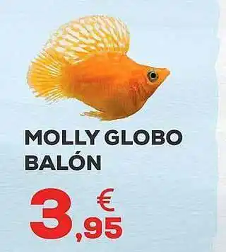 Molly globo balón
