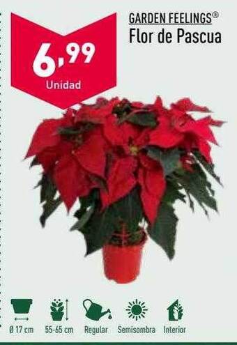 ALDI Garden feelings flor de pascua oferta