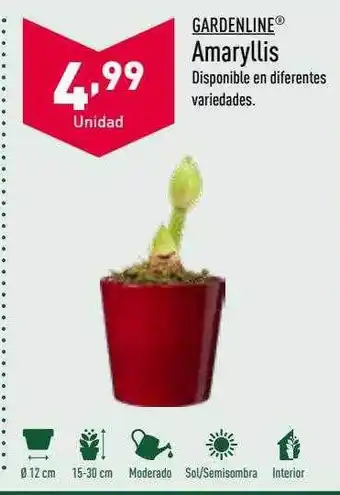 ALDI Gardenline amaryllis oferta