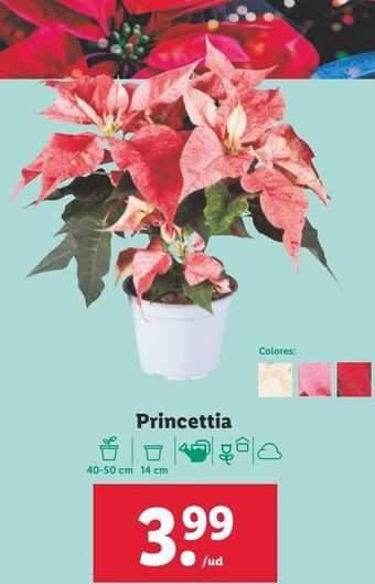 Lidl Plantas con flor oferta