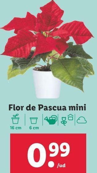 Lidl Flor de pascua oferta