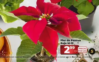 Dia Flor de Pascua Roja M-12 oferta