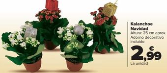 Carrefour Kalanchoe navidad oferta