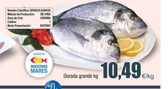 FROIZ Dorada grande kg oferta