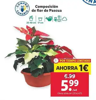 Lidl Composición de flor de pascua oferta