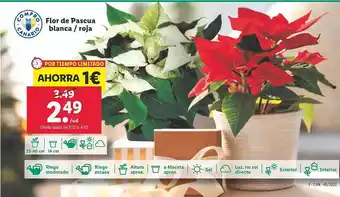 Lidl Flor de pascua blanca roja oferta