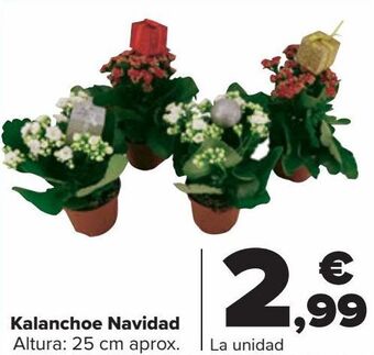 Carrefour Kalanchoe navidad oferta