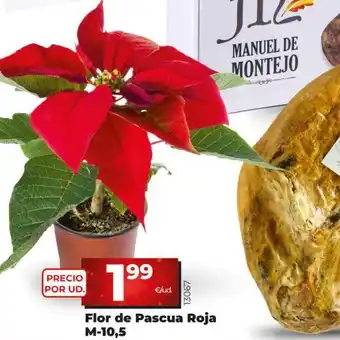 Dia Flor de pascua roja oferta
