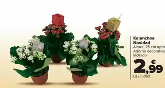 Carrefour Kalanchoe navidad oferta