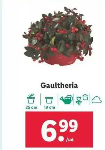 Lidl Gaultheria oferta