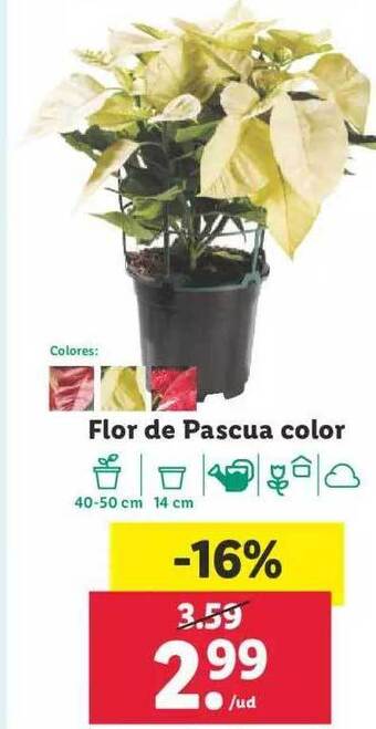 Lidl Flor de pascua color oferta