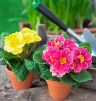 Jardiland Primavera oferta