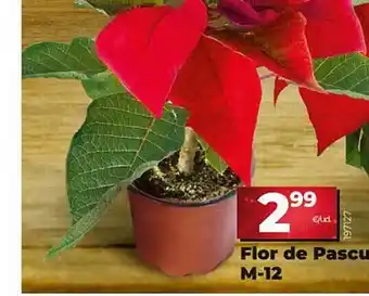 Dia Flor de pascuá m-12 oferta