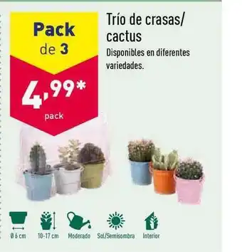 ALDI Trío De Crasas Cactus oferta