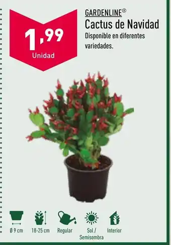 ALDI Cactus De Navidad oferta