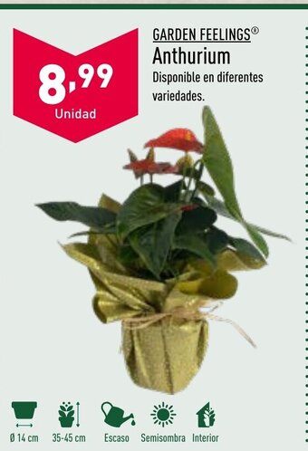 ALDI Anthurium oferta