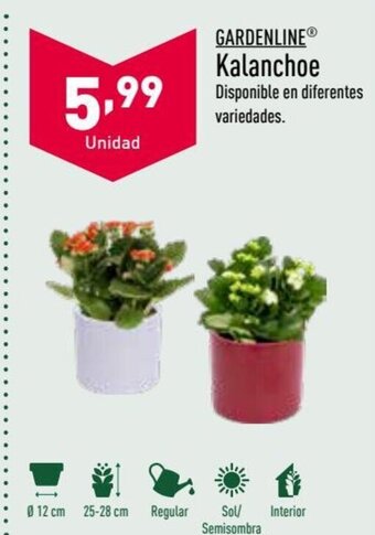 ALDI Kalanchoe oferta