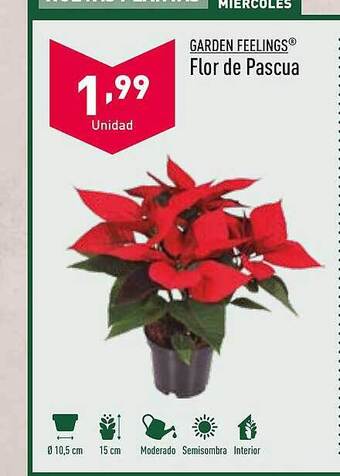 ALDI Garden feelings flor de pascua oferta