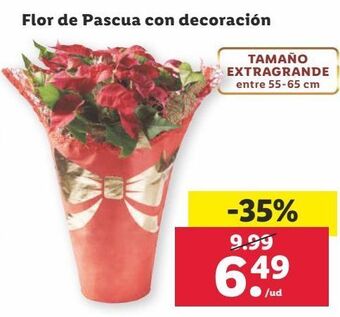 Lidl Flor de pascua oferta