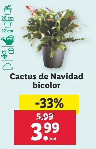 Lidl Cactus oferta