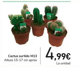 Carrefour Cactus Surtido M13 oferta