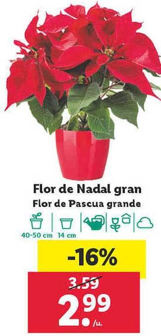 Lidl Flor de pascua grande oferta