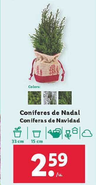 Lidl Coniferas de navidad oferta