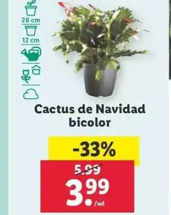Lidl Cactus de navidad bicolor oferta