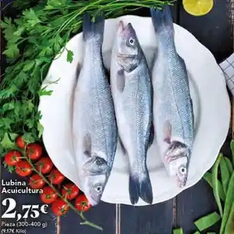 Gadis Lubina gadis oferta