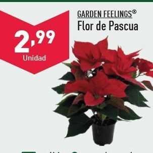 ALDI Flor de pascua oferta