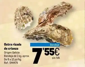 Makro Ostra rizada de crianza oferta