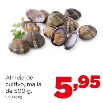 Alimerka Almeja de cultivo alimerka oferta