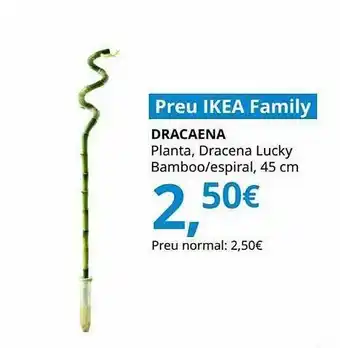IKEA Dracaena planta, dracena lucky bamboo espiral oferta