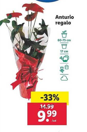 Lidl Anturio regalo oferta