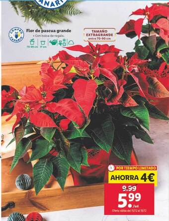 Lidl Flor de pascua grande oferta