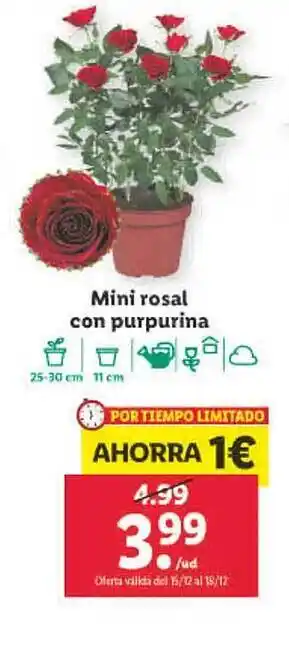 Lidl Mini rosal con purpurina oferta