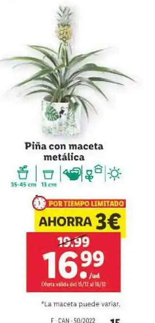 Lidl Piña con maceta metálica oferta