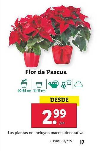 Lidl Flor de pascua oferta