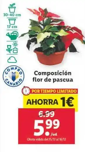 Lidl Composición flor de pascua oferta