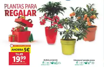 Lidl Ardisia en jarrón limonero naranja enano oferta