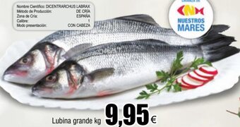 FROIZ Lubina Grande Kg oferta