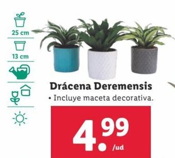 Lidl Drácena deremensis oferta