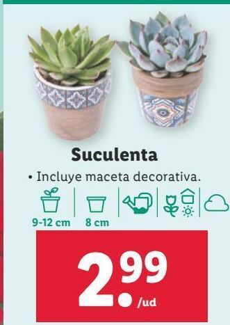 Lidl Plantas oferta