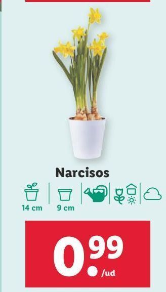 Plantas con flor
