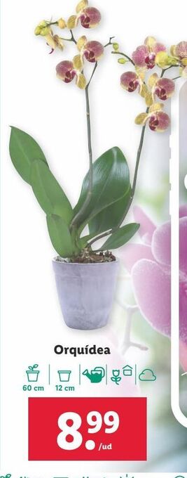 Lidl Orquídeas oferta