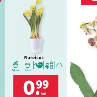 Lidl Narciso oferta