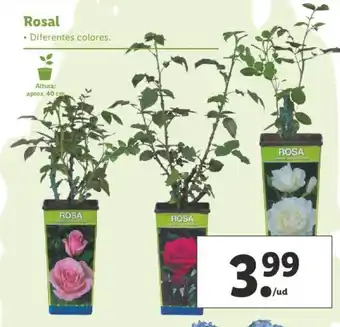 Lidl Rosal aprox. 40cm oferta