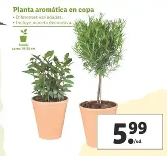 Lidl Planta aromática en copa aprox. 45-50cm oferta