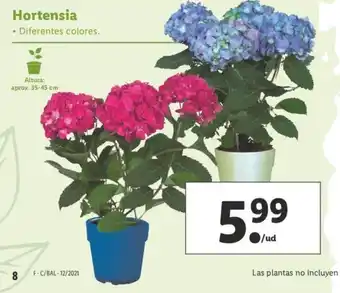 Lidl Hortensia aprox. 35-45cm oferta
