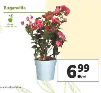 Lidl Buganvilla aprox. 60cm oferta